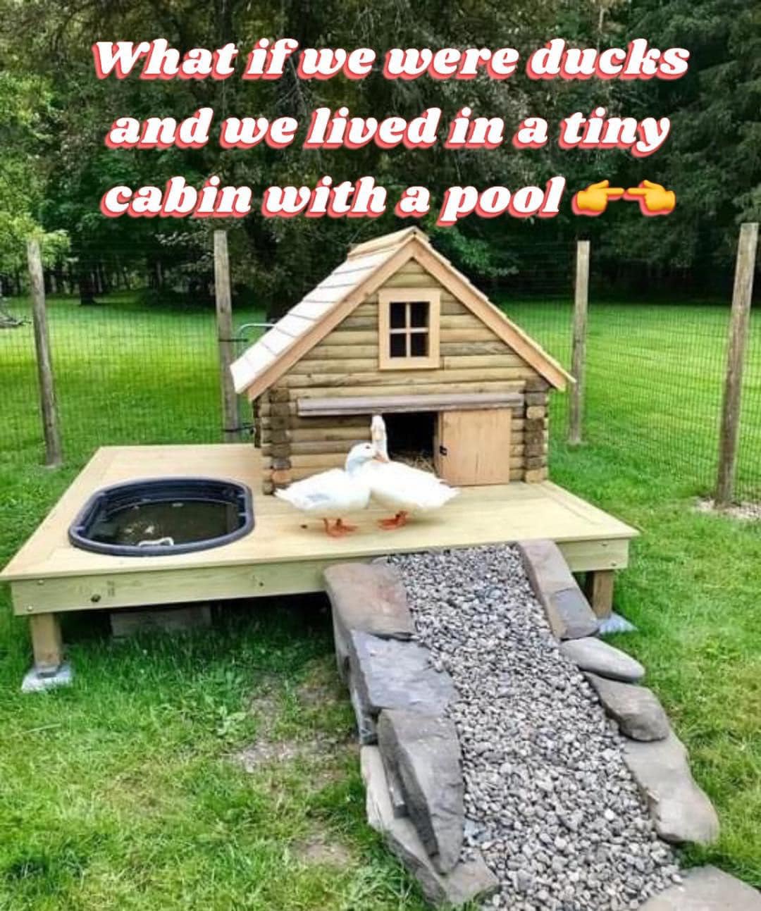 The meme is a humorous take on the idea of living in a tiny cabin with a pool, but with a twist. It features a small cabin with a pool, but instead of a pool, there's a duck pond in the middle of the cabin. The text at the top reads "What if we lived in a tiny cabin with a pool... but with ducks?"